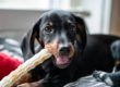 Les régles autour des assurances pour les détenteurs de chien en Suisse