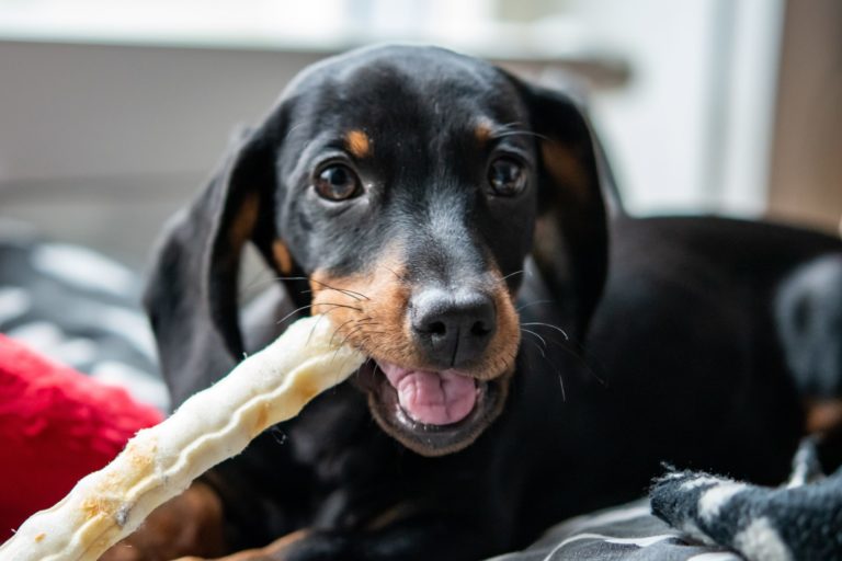 Les régles autour des assurances pour les détenteurs de chien en Suisse