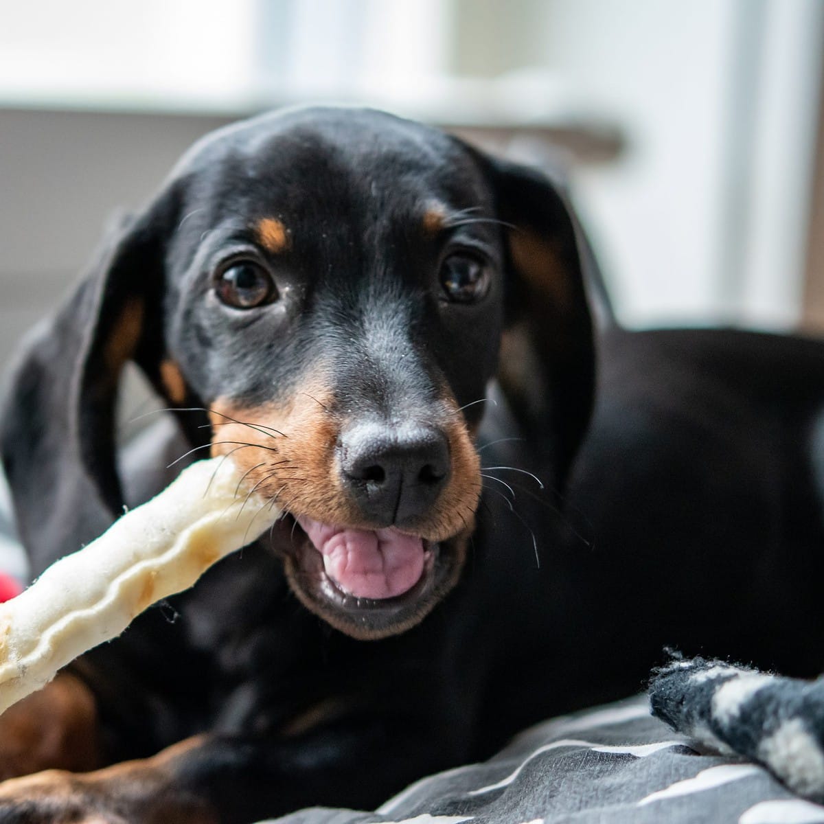 Les régles autour des assurances pour les détenteurs de chien en Suisse